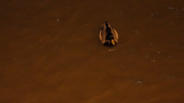 Ciudad patos en tormenta noche río en la luz de la linterna . — Vídeos de Stock