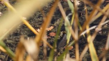 sazan beslemeleri sazlık arasında