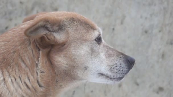 Retrato de un perro sencillo — Vídeos de Stock