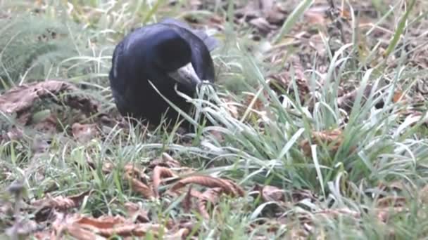 Rook Jakt Efter Foder Fågeln Gräver Näbben Gräset Och Torra — Stockvideo