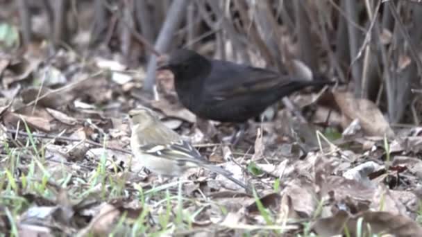 Unique Funny Picture Thanks Slow Motion Shot Blackbird Male Digging — Stock Video
