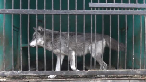 Condições Terríveis Animais Pequenos Zoológicos Ásia Lobo Uma Jaula Estado — Vídeo de Stock