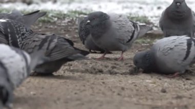 Mavi güvercin karla kaplı çimlerde yürüyor. Güvercinler yürürken. Süper ağır çekim 1000 fps