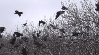 Ilıman bölgesinde Rooks sırasında belgili tanımlık kış. Rooks bir sürü meyve (fındık) ağaçlar yerde ceviz aramak için oturur. Süper ağır çekim 1000 fps