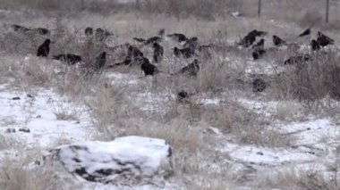Rooks sırasında belgili tanımlık kış. Bir sürü rooks karla kaplı bir nadas sahada beslenir. Süper ağır çekim 1000 fps