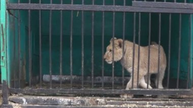 Aslan yavrusu küçük kafeslerde korkunç koşullar ile ücretsiz değil. Parmaklıklar arkasında büyük vahşi kediler. Süper ağır çekim 1000 fps