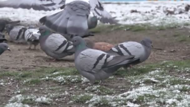 Mavi Güvercin Karla Kaplı Çimlerde Yürüyor Güvercinler Yürürken Süper Ağır — Stok video