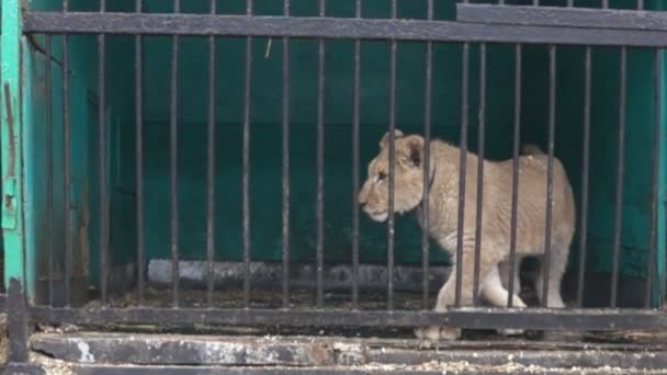 Löwenbaby Ist Nicht Frei Kleinen Käfigen Mit Schrecklichen Bedingungen Wildkatzen — Stockvideo
