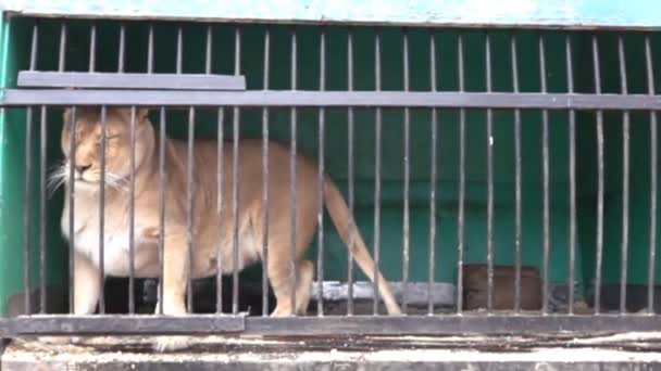 小さなケージでひどい条件でライオンズは無料ありません バーの後ろに大きな野生の猫 スーパー スロー モーション 1000 Fps — ストック動画