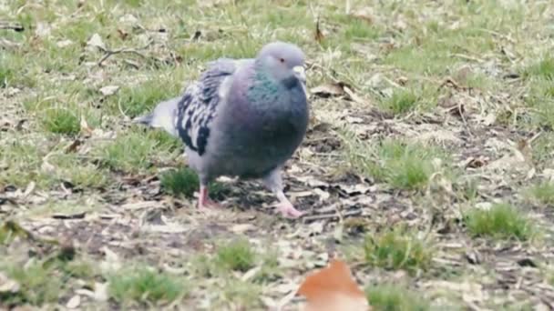 Güvercin Parkta Yiyecek Bulmak Süper Ağır Çekim 1000 Fps — Stok video