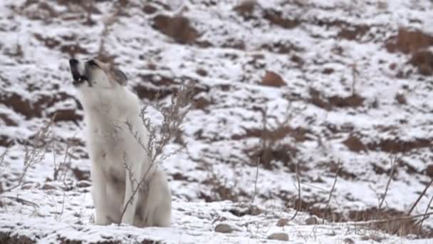 Ποιμενικοσ Καυκασου Αποφλοίωση Κάθεται Στο Χιόνι Καυκάσιος Ποιμενικός Σκύλος Γαβγίζει — Αρχείο Βίντεο