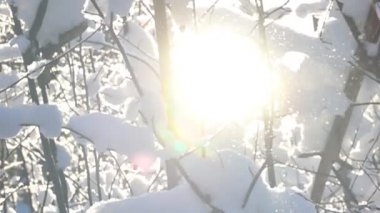 Ağaçlardan kar Falls'ta tezcan