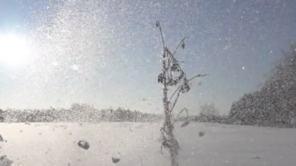 Rajada de vento e neve cai da árvore em porca seca — Vídeo de Stock