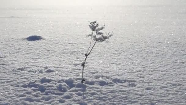 Ráfaga de viento y nieve cae del árbol en la cerda seca — Vídeos de Stock