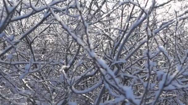 Śnieg pada z drzew w odwilży — Wideo stockowe