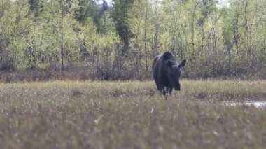 Moose FLOODPLAIN çayırlar üzerinde genç çim yemek