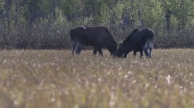 Moose FLOODPLAIN çayırlar üzerinde genç çim yemek