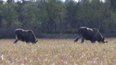 Moose FLOODPLAIN çayırlar üzerinde genç çim yemek