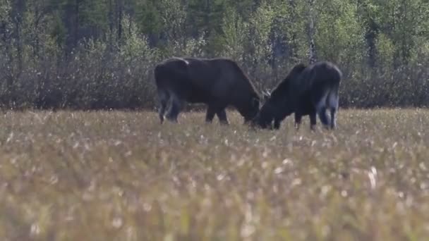 ムースは氾濫原の牧草地で若い草を食べる — ストック動画