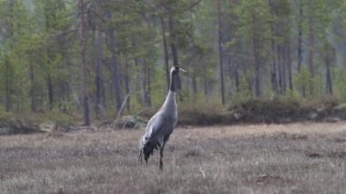 Bataklık içinde gri vinç yürür