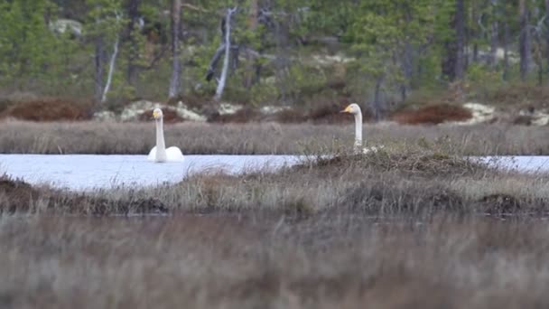 Pair of swans swims near nest on swampy forest lake — Stock Video