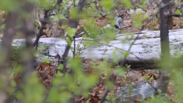 Woodpecker covas tronco de árvore em busca de lagartas — Vídeo de Stock