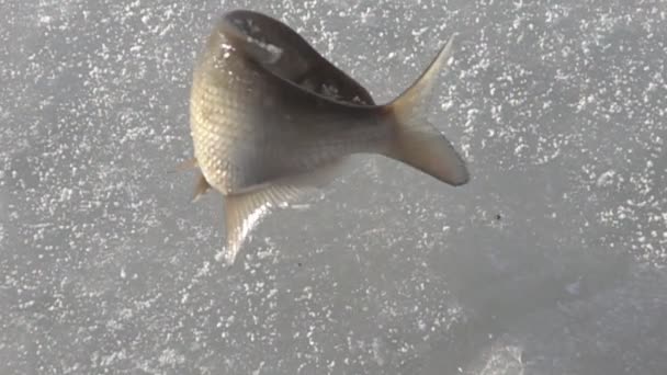 Fish caught in the winter from under the ice — Stock Video
