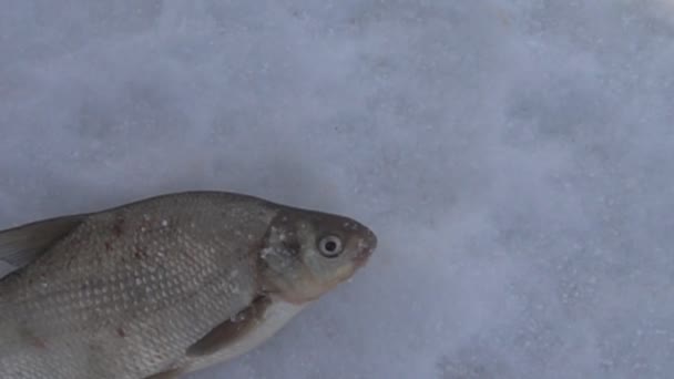 Рыба, пойманная зимой из-под льда — стоковое видео
