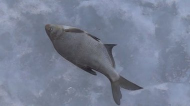 Buzun altında kışın yakalanan balık