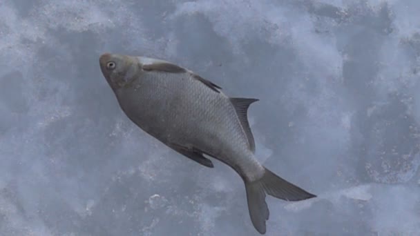 Peces capturados en el invierno bajo el hielo — Vídeo de stock