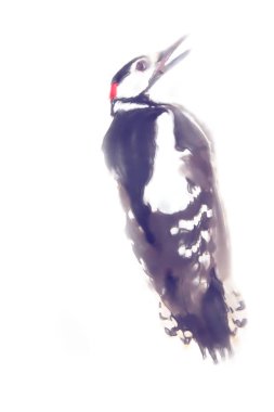 çizimler suluboya tarzı. Büyük benekli ağaçkakan