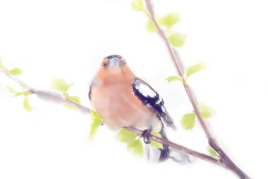 çizimler suluboya tarzı. Bahar kırmızı Chaffinch kuş