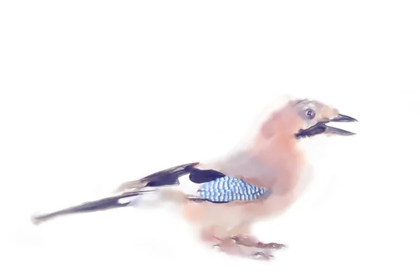 Drawings watercolor style. Jay with blue mirror on wing — Stock Photo, Image