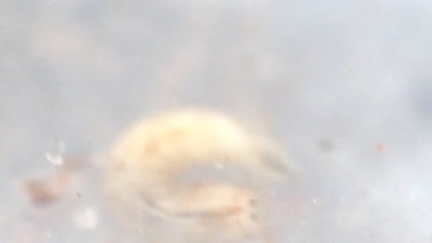 Fly larva from the coastal silt — Stock Video