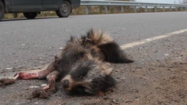 Bu rakun köpeğe otoyolda bir araba çarpmış. Ceset kargalar tarafından gagalandı.