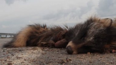 Bu rakun köpeğe otoyolda bir araba çarpmış. Ceset kargalar tarafından gagalandı.
