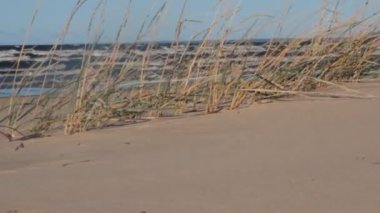 Rüzgarlı bir günde deniz otları sapları için deniz