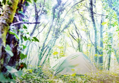 Yaprak döken ormanda güneşli bir glade çadır