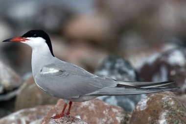 Yetişkin ortak sumsusu