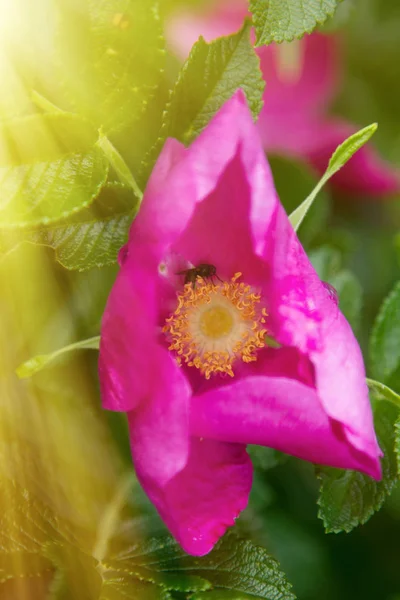 Vad rózsa, ramána rózsa (Rosa rugosa rubra) — Stock Fotó