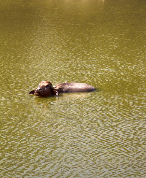 Waterbuffel in de modderige Indische rivier — Stockfoto