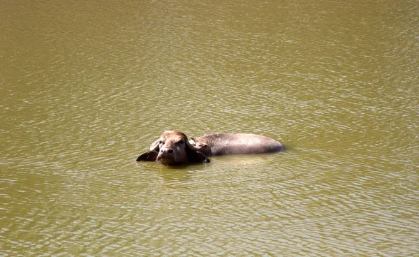 Water Buffalo in the muddy Indian river — Stock Photo, Image