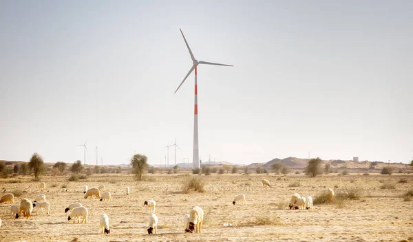 Wind turbines in the desert in Rajasthan and sheep — Stock Photo, Image