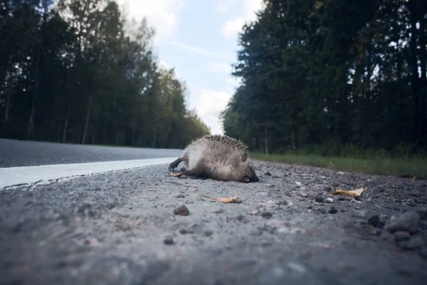 El desafortunado erizo es atropellado en la carretera por un coche . —  Fotos de Stock