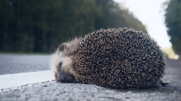 Talihsiz kirpi yolda bir araba çarptı.