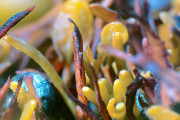 Braunalgen, böser Wrack — Stockfoto