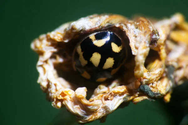 Ladybug cachait un trou dans une tige sèche — Photo