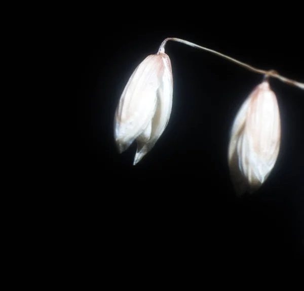 Seeds of wild grass — Stock Photo, Image