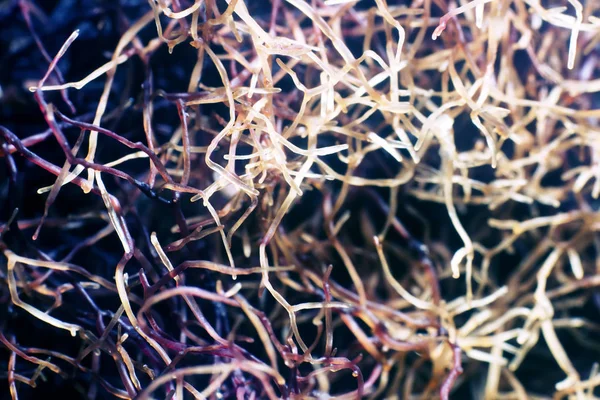 Algas filamentosas en marea baja —  Fotos de Stock
