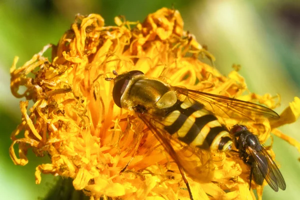 Mouche-murmure vue de dessus, macro — Photo